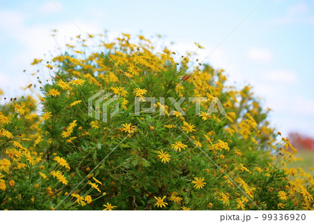 マーガレットコスモスの花 マーガレットコスモスの花 99336920