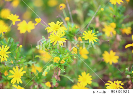 マーガレットコスモスの花 マーガレットコスモスの花 99336921