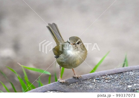 マンホールの蓋の上でポーズするウグイス 99337073