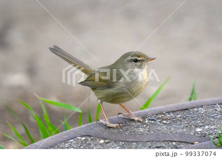 マンホールの蓋の上でポーズするウグイス 99337074