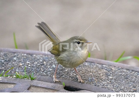 マンホールの蓋の上でポーズするウグイス 99337075