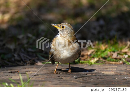 地面を散策するシロハラ 99337186