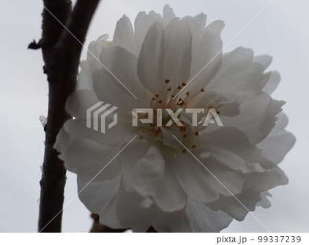 白いジュウガツザクラのクローズアップ（枝についた十月桜） 99337239