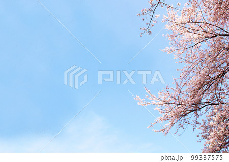 桜と青空 桜と青空 99337575