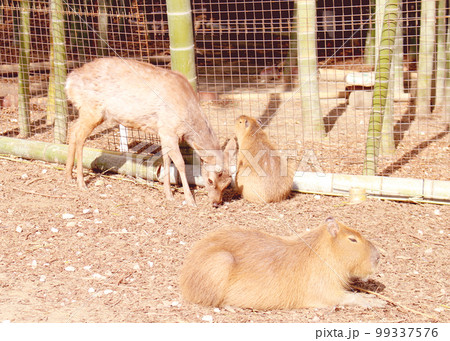 のんびりタイムのカピバラ君とシカさん のんびりタイムのカピバラ君とシカさん 99337576