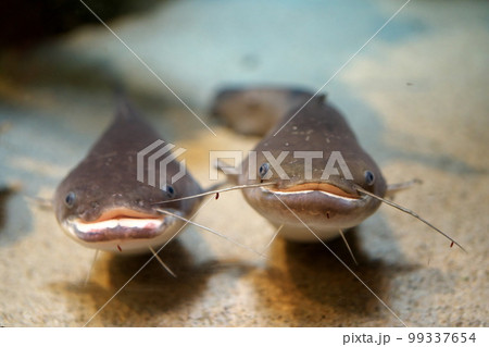 愛想良く笑うナマズ 愛想良く笑うナマズ 99337654