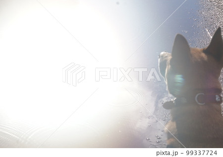 光に向かって進む犬 99337724