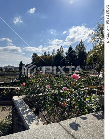薔薇と公園 99338061