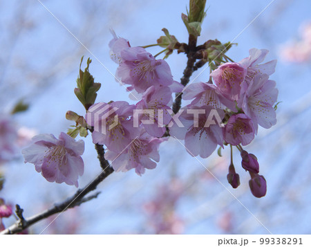 官軍塚の河津桜 官軍塚の河津桜 99338291
