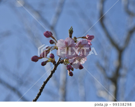 官軍塚の河津桜 99338298