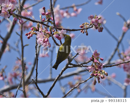 官軍塚の河津桜 99338315