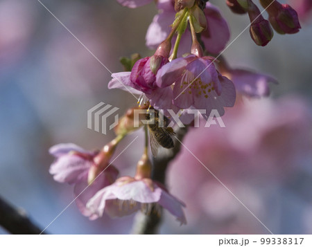 官軍塚の河津桜 99338317