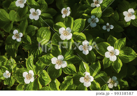 群生するゴゼンタチバナ 99338587