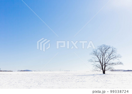 ハレニレの木 99338724