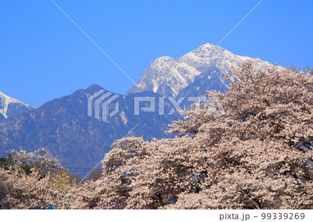 南アルプス 実相寺の桜と花壇 南アルプス 実相寺の桜と花壇 99339269