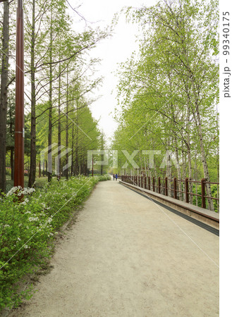 メタセコイア 白樺 道 99340175