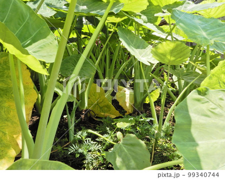 サトイモ サトイモ 99340744