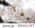 ふんわり優しい桜のアップ 99341197