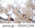 ふんわり優しい桜のアップ 99341198