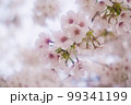 ふんわり優しい桜のアップ 99341199