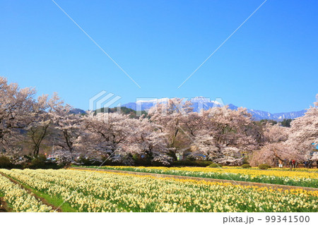 南アルプス　実相寺の桜 99341500