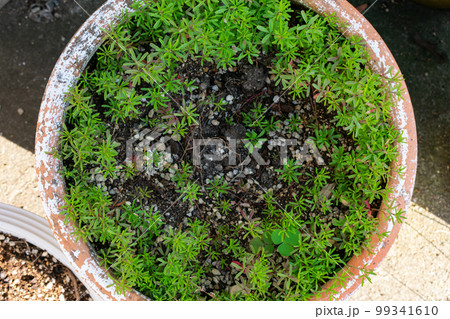 花壇の鉢 花壇の鉢 99341610