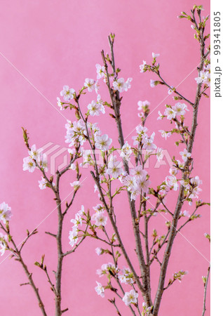 桜 啓翁桜 ピンク色の背景 桜 啓翁桜 ピンク色の背景 99341805