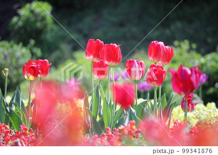 春の訪れと赤いチューリップの花 99341876