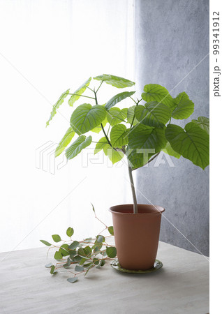 フィカス・ウンベラータのある部屋  フィカス・ウンベラータのある部屋  99341912