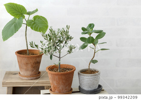 観葉植物のある部屋 観葉植物のある部屋 99342209