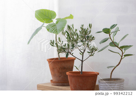 観葉植物のある部屋 観葉植物のある部屋 99342212