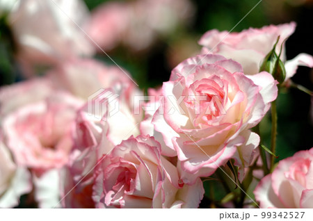 近所で見たバラの花 99342527