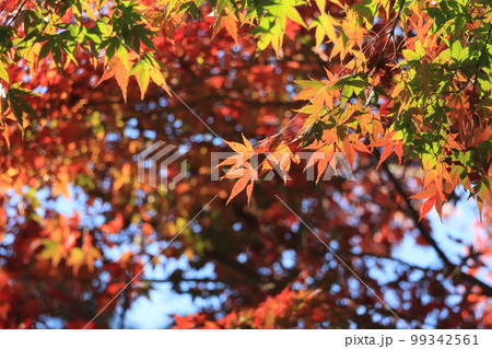 カエデが綺麗に紅葉した風景 99342561