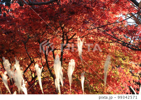 秋をイメージする紅葉とススキのある風景 秋をイメージする紅葉とススキのある風景 99342571