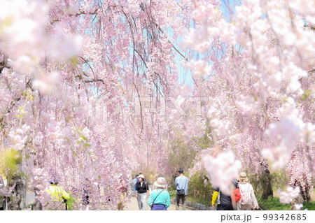 枝垂桜並木 99342685