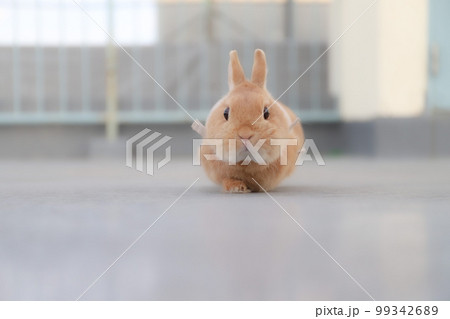 きょとん顔のうさぎ きょとん顔のうさぎ 99342689