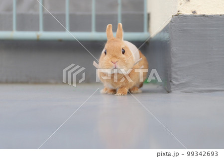 きょとん顔のうさぎ 99342693