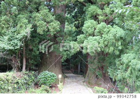 熊野古道の夫婦杉 99342758