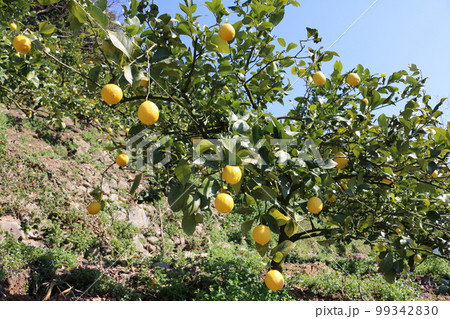 瀬戸内レモン 99342830