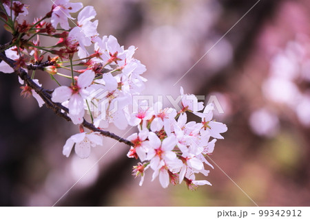 キラキラ輝く背景と美しい桜 99342912