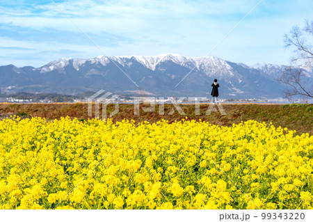滋賀県守山市のなぎさ公園に広がる菜の花畑と雪の残る比良山 99343220
