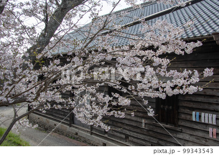 岡山県の桜の名所・井原堤　老舗和菓子店の倉庫と桜 99343543