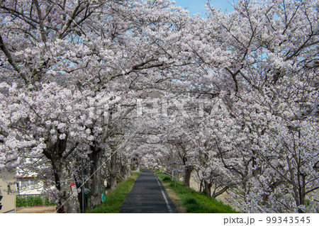 岡山県の桜の名所・井原堤　二キロ続く桜のトンネルは憩いの散歩道 99343545