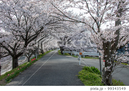 岡山県の桜の名所・井原堤　二キロ続く桜のトンネルは憩いの散歩道 99343549