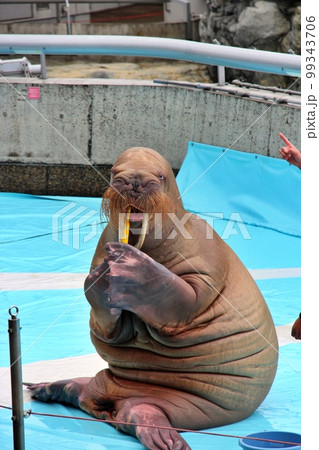 うみたまごのセイウチ 99343706