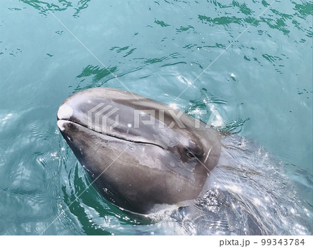 和歌山県太地町くじら博物館ゴンドウクジラの写真素材 [99343784] - PIXTA