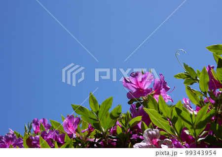 陽光の中のピンク色のつつじと青空のコピースペース 99343954
