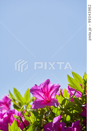 陽光の中のピンク色のつつじと青空のコピースペース 99343962