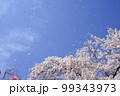 風が吹いて青空に舞い上がった桜吹雪 99343973