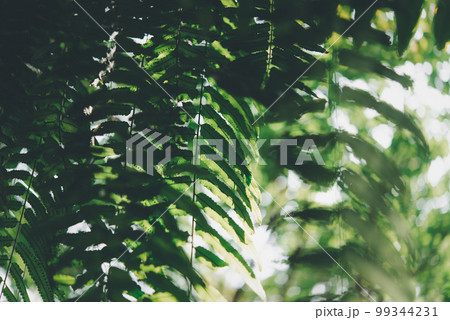 Greenery background of nature plant and leaf 99344231